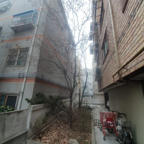 파주 태풍피해나무 작업 전 - 건물 사이 좁은 통로에 있던 나무를 제거해 통행로를 정리한 현장입니다.