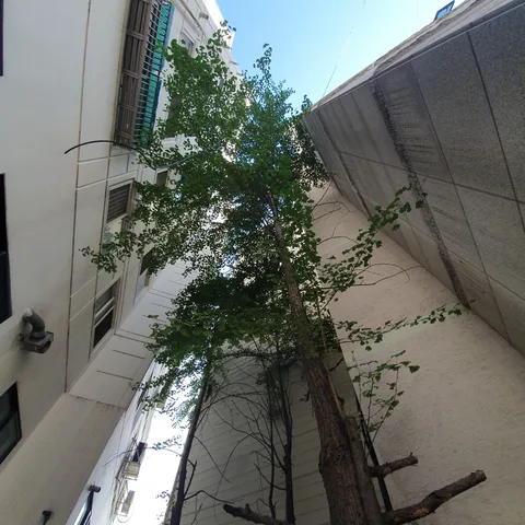 하남 태풍피해나무 작업 전 - 신장동 구도심 상가 건물 사이 좁은 틈에서 자란 나무를 제거한 현장입니다.