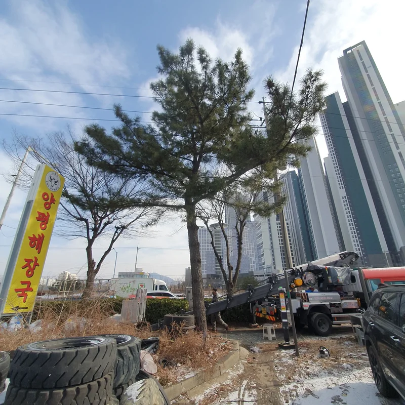 은평 태풍피해나무 현장 사진