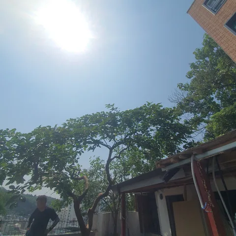 노원 인근 지역 사례 - 주택 지붕 높이까지 자란 은행나무 가지를 장비로 절단·정리한 현장입니다.