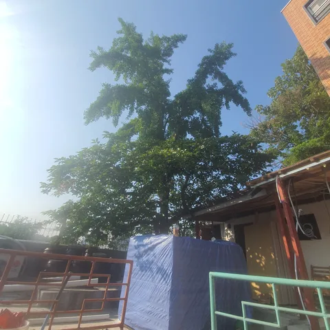 성남 태풍피해나무 작업 전 - 주택 지붕 높이까지 자란 은행나무 가지를 장비로 절단·정리한 현장입니다.